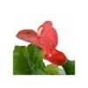 Anthurium Andreanum Rouge Dakota (anthure Flamant Rose, Langue De Feu) Taille Pot De 2 Litres - 50/70 Cm -Jardin Harmonie Soldes Boutique 640391ce61a262.27715622