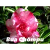 Adenium Obesum Cv.buachompu Rose - Taille Caudex D'environ 2000g 25/30cm Très Gros Caudex 2 Adenium Obesum Cv.buachompu Rose - Taille Caudex D'environ 2000g 25/30cm Très Gros Caudex -Jardin Harmonie Soldes Boutique 640391d0e747c9.99269380