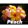 Plumeria Rubra "peach" (frangipanier) Taille Pot De 2 Litres ? 20/30 Cm - Blanc/jaune/rose -Jardin Harmonie Soldes Boutique 640391d20c9667.13690459