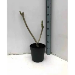 Plumeria Rubra Rose (frangipanier) Taille Pot De 3 Litres ? 40/60 Cm - Rose -Jardin Harmonie Soldes Boutique 640391d895a591.41393124