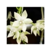 Hoya Imperialis White (fleur De Porcelaine, Fleur De Cire) Blanc - Taille Pot De 2 Litres - 20/40 Cm