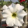 Adenium Obesum Cv. Unicorn Blanc - Taille Caudex D'environ 2000g 25/30cm Très Gros Caudex