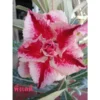 Adenium Obesum Cv.pink Lady Rouge - Taille Caudex D'environ 2000g 25/30cm Très Gros Caudex -Jardin Harmonie Soldes Boutique 640391df8d5f96.05925492
