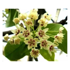 Hoya Australis (fleur De Porcelaine, Fleur De Cire) Taille Pot De 2 Litres - 20/40 Cm - Blanc Et Rose -Jardin Harmonie Soldes Boutique 640391e208a488.57961107