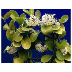 Hoya Australis (fleur De Porcelaine, Fleur De Cire) Taille Pot De 2 Litres - 20/40 Cm - Blanc Et Rose -Jardin Harmonie Soldes Boutique 640391e20bd725.31336621