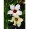 Adenium Obesum Cv.summer Snow Jaune - Taille Caudex D'environ 2000g 25/30cm Très Gros Caudex