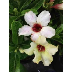 Adenium Obesum Cv.summer Snow Jaune - Taille Caudex D'environ 2000g 25/30cm Très Gros Caudex