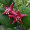 Hoya Coronaria (énorme Fleur Rose) (fleur De Porcelaine, Fleur De Cire) - Taille Pot De 2 Litres - 20/40 Cm -Jardin Harmonie Soldes Boutique 640391e87de4d6.74387378