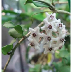 Hoya Kanyakumariana (fleur De Porcelaine, Fleur De Cire) Taille Pot De 2 Litres - 20/40 Cm - Blanche