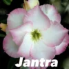 Adenium Obesum Cv.jantra Blanc Et Rose - Taille Caudex D'environ 300g 20/25cm -Jardin Harmonie Soldes Boutique 640391edc01d79.90697306