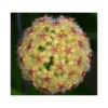 Hoya Mindorensis (fleur Jaune) (fleur De Porcelaine, Fleur De Cire) Jaune - Taille Pot De 2 Litres - 20/40 Cm -Jardin Harmonie Soldes Boutique 640391f17a4f18.34729918
