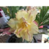 Adenium Obesum Cv.daowthong Jaune Rose - Taille Caudex D'environ 150g 1 Adenium Obesum Cv.daowthong Jaune Rose - Taille Caudex D'environ 150g -Jardin Harmonie Soldes Boutique 640391f2b068a9.08998437