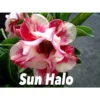 Adenium Obesum Cv.sun Hallo Jaune Et Rouge - Taille Caudex D'environ 300g 20/25cm -Jardin Harmonie Soldes Boutique 640391f3d8bb89.15884819