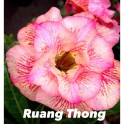 Adenium Obesum Cv.ruong Thong Jaune Rose - Taille Caudex D'environ 150g -Jardin Harmonie Soldes Boutique 640391f8cd46d7.32208639