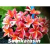 Plumeria Rubra "somkarasin" (frangipanier) Orange - Taille Pot De 2 Litres ? 20/30 Cm -Jardin Harmonie Soldes Boutique 640391fa26b6b8.97824223