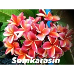Plumeria Rubra "somkarasin" (frangipanier) Orange - Taille Pot De 2 Litres ? 20/30 Cm