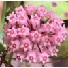 Hoya Parasitica (fleur De Porcelaine, Fleur De Cire) Rose - Taille Pot De 2 Litres - 20/40 Cm -Jardin Harmonie Soldes Boutique 640391fc94fe25.80776094