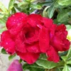 Adenium Obesum Cv. Vietnam Red Rouge - Taille Caudex D'environ 150g -Jardin Harmonie Soldes Boutique 640391fee5a9c1.53206887