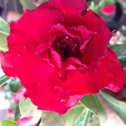 Adenium Obesum Cv. Vietnam Red Rouge - Taille Caudex D'environ 150g -Jardin Harmonie Soldes Boutique 640391fee9f673.79062326