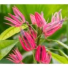 Pavonia Multiflora (candélabre Brésilien) Taille Pot De 2 Litres - 20/60 Cm - Rouge -Jardin Harmonie Soldes Boutique 64039200267432.39601332