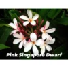 Plumeria Rubra "pink Singapore Dwarf" (frangipanier) Blanc - Taille Pot De 2 Litres ? 20/30 Cm -Jardin Harmonie Soldes Boutique 64039204e5c0f6.35967032