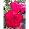 Adenium Obesum Cv. Veitnum Red Rouge - Taille Caudex D'environ 2000g 25/30cm Très Gros Caudex -Jardin Harmonie Soldes Boutique 640392077aaf93.91942839