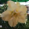 Adenium Obesum Cv.golden Dragon Jaune - Taille Caudex D'environ 300g 20/25cm -Jardin Harmonie Soldes Boutique 6403920a5dabc0.45719672