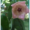 Hoya Patella Pink (fleur De Porcelaine, Fleur De Cire) Rose - Taille Pot De 2 Litres - 20/40 Cm -Jardin Harmonie Soldes Boutique 6403920d63e2e1.94104974