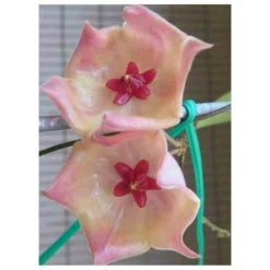 Hoya Patella Pink (fleur De Porcelaine, Fleur De Cire) Rose - Taille Pot De 2 Litres - 20/40 Cm -Jardin Harmonie Soldes Boutique 6403920d67c0d9.47024577
