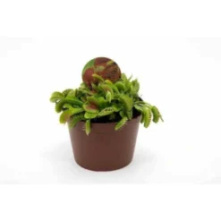 Dionaea Muscipula (dionée, Attrape-mouches De Vénus) Taille Pot De 0.7 Litre -Jardin Harmonie Soldes Boutique 6403920ede8a18.11027901
