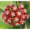 Hoya Affinis (fleur De Porcelaine, Fleur De Cire) Rouge - Taille Pot De 2 Litres - 20/40 Cm -Jardin Harmonie Soldes Boutique 640392132adcd6.78077519