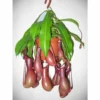 Nephentes Alata (plante Carnivore) Taille Pot De 2 Litres ? 30/40 Cm 1 Nephentes Alata (plante Carnivore) Taille Pot De 2 Litres ? 30/40 Cm -Jardin Harmonie Soldes Boutique 6403921460c815.58670353