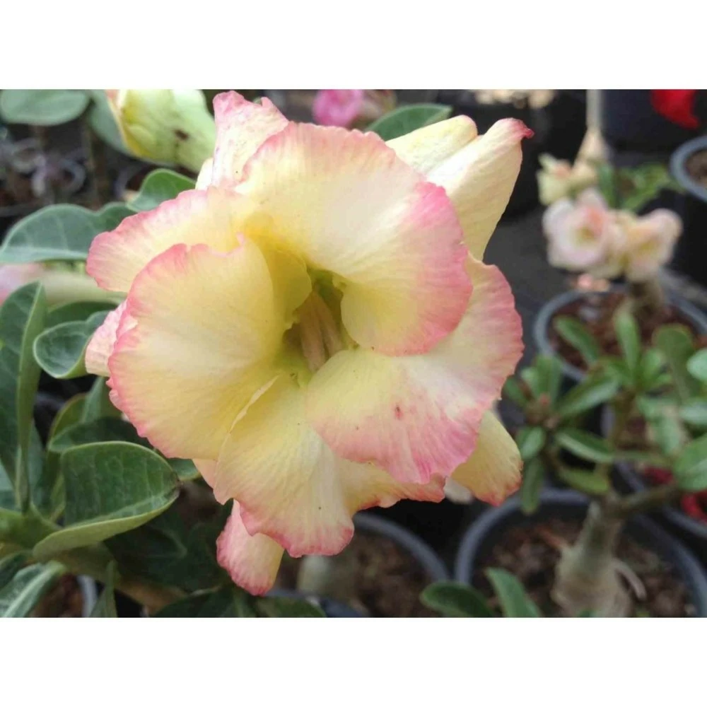 Adenium Obesum Cv.banburi Yellow Jaune Rose - Taille Caudex D'environ 2000g 25/30cm Très Gros Caudex 3 Adenium Obesum Cv.banburi Yellow Jaune Rose - Taille Caudex D'environ 2000g 25/30cm Très Gros Caudex