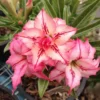 Adenium Obesum Cv.arrow Rose - Taille Caudex D'environ 2000g 25/30cm Très Gros Caudex -Jardin Harmonie Soldes Boutique 64039218347512.34537358