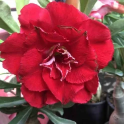 Adenium Obesum Cv.nakarad Red Rouge - Taille Caudex D'environ 300g 20/25cm -Jardin Harmonie Soldes Boutique 6403921d23e9a1.18763702