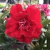 Adenium Obesum Cv.nakarad Red Rouge - Taille Caudex D'environ 300g 20/25cm -Jardin Harmonie Soldes Boutique 6403921d28cc46.99255139