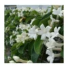 Stephanotis Floribunda (jasmin De Madagascar) Taille Pot De 2 Litres ? 40/60 Cm -Jardin Harmonie Soldes Boutique 6403921eb81505.52082345