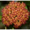 Hoya Valmayoriana (fleur De Porcelaine, Fleur De Cire) Orange - Taille Pot De 2 Litres - 20/40 Cm -Jardin Harmonie Soldes Boutique 640392201982a0.14949775