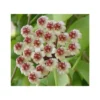 Hoya Brevialata (fleur De Porcelaine, Fleur De Cire) Taille Pot De 2 Litres - 20/40 Cm - Blanche -Jardin Harmonie Soldes Boutique 640392230453e8.62770176