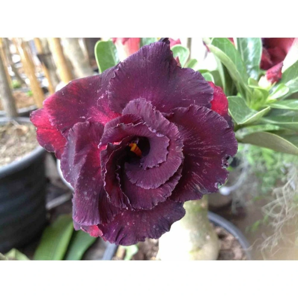 Adenium Obesum Cv.ammata Taille Caudex D'environ 300g 20/25cm - Rouge-violet 3 Adenium Obesum Cv.ammata Taille Caudex D'environ 300g 20/25cm - Rouge-violet