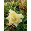 Adenium Obesum Cv.pie Apple Jaune - Taille Caudex D'environ 150g -Jardin Harmonie Soldes Boutique 640392277ecf40.33563723