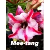 Adenium Obesum Cv Mee-tang Rose - Taille Caudex D'environ 300g 20/25cm