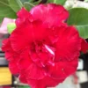 Adenium Obesum Cv.triple Red Rouge - Taille Caudex D'environ 150g -Jardin Harmonie Soldes Boutique 6403923b3f75b3.39917595