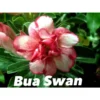Adenium Obesum Cv.bua Swan Jaune Et Rouge - Taille Caudex D'environ 150g -Jardin Harmonie Soldes Boutique 640392428914d1.49345612