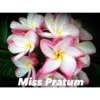 Plumeria Rubra "miss Pratum" (frangipanier) Taille Pot De 2 Litres ? 20/30 Cm - Tricolor -Jardin Harmonie Soldes Boutique 64039244eb3cb2.51141192