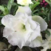 Adenium Obesum Cv.ang Snow Blanc - Taille Caudex D'environ 150g -Jardin Harmonie Soldes Boutique 640392461b60f6.04502676