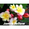 Plumeria Rubra "jantra Yellow" (frangipanier) Taille Pot De 2 Litres ? 20/30 Cm - Tricolor 2 Plumeria Rubra "jantra Yellow" (frangipanier) Taille Pot De 2 Litres ? 20/30 Cm - Tricolor -Jardin Harmonie Soldes Boutique 640392472d5975.14405685