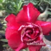 Adenium Obesum Cv.bai Lay Red Rouge - Taille Caudex D'environ 300g 20/25cm -Jardin Harmonie Soldes Boutique 64039248354987.10990893