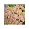 Hoya Vitellina (fleur De Porcelaine, Fleur De Cire) Taille Pot De 2 Litres - 20/40 Cm - Jaune Rose -Jardin Harmonie Soldes Boutique 6403924c166ae9.83165352