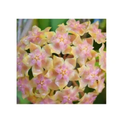 Hoya Vitellina (fleur De Porcelaine, Fleur De Cire) Taille Pot De 2 Litres - 20/40 Cm - Jaune Rose